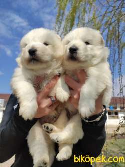 SAMOYED KAR TOPU BEBEKLER 4