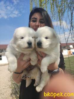 SAMOYED KAR TOPU BEBEKLER 3