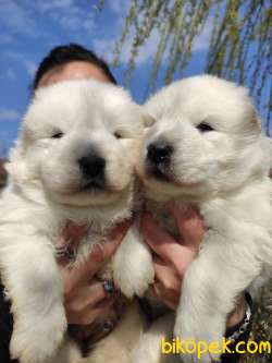 SAMOYED KAR TOPU BEBEKLER 1