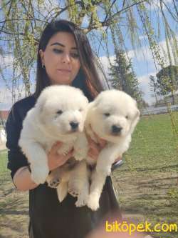 SAMOYED KAR TOPU BEBEKLER 5