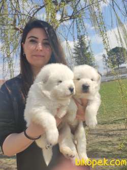 SAMOYED KAR TOPU BEBEKLER 2