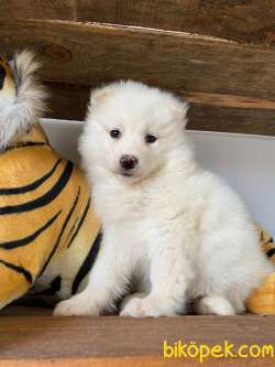 SAMOYED KAR TOPU BEBEKLER 1