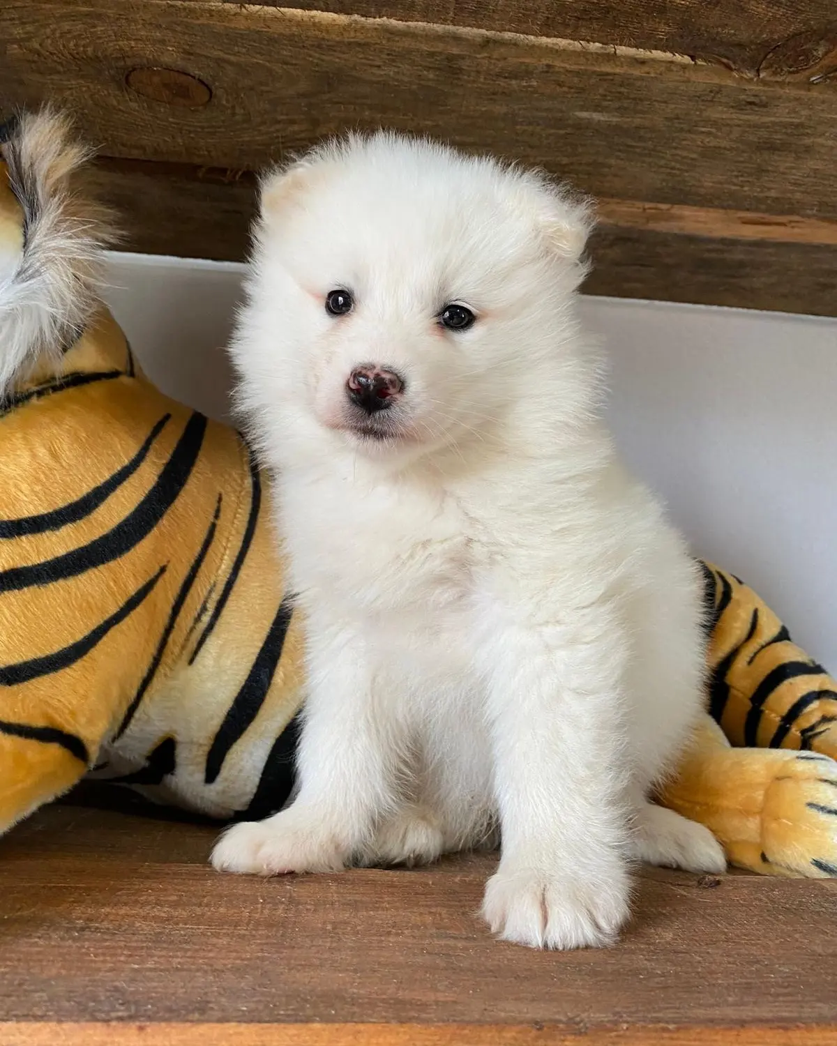 SAMOYED KAR TOPU BEBEKLER 3