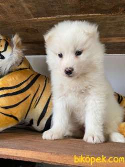 SAMOYED KAR TOPU BEBEKLER 5