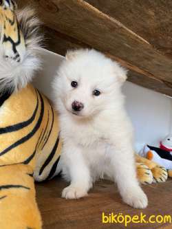 SAMOYED KAR TOPU BEBEKLER 4