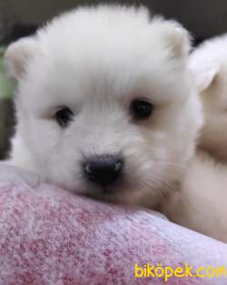 SAMOYED KAR TOPU SAFKAN IRK GÜZELİ 2
