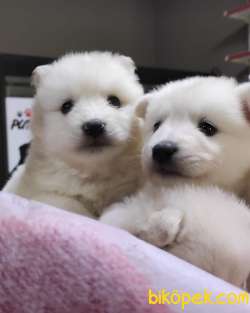 SAMOYED KAR TOPU SAFKAN IRK GÜZELİ 3