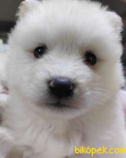 SAMOYED KAR TOPU SAFKAN IRK GÜZELİ 4