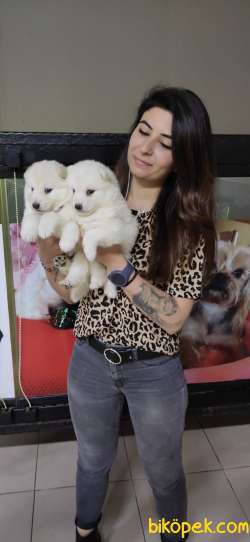 SAMOYED KAR TOPU SAFKAN IRK GÜZELİ 5