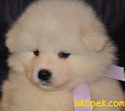SAMOYED KÖPEK YAVRULARIMIZ 1