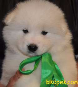 SAMOYED KÖPEK YAVRULARIMIZ 2