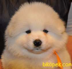 SAMOYED KÖPEK YAVRULARIMIZ 3