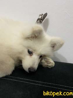 Samoyed Oğlumu Sahiplendiriyorum 3