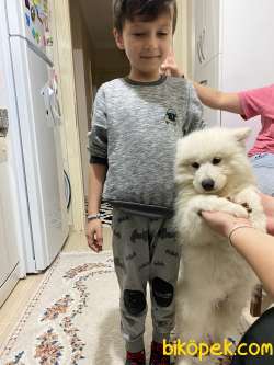 Samoyed Oğlumu Sahiplendiriyorum 4