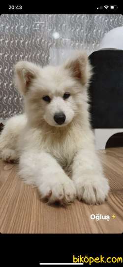 Samoyed Oğlumu Sahiplendiriyorum 1