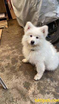 Samoyed Oğlumu Sahiplendiriyorum 2