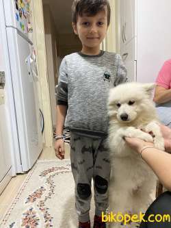 Samoyed Oğlumu Sahiplendiriyorum 3