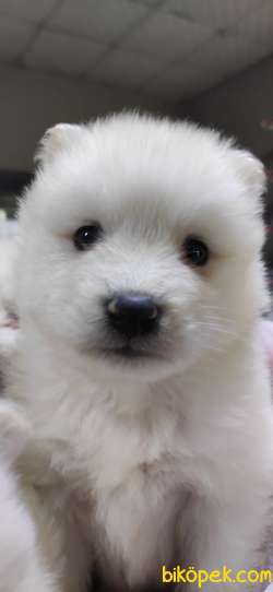 SAMOYED SAFKAN BEBEKLER IRK GARANTİLİ 2