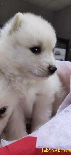 SAMOYED SAFKAN BEBEKLER IRK GARANTİLİ 5
