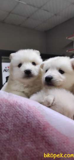 SAMOYED SAFKAN BEBEKLER IRK GARANTİLİ 3