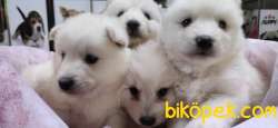 SAMOYED SAFKAN BEBEKLER IRK GARANTİLİ 4