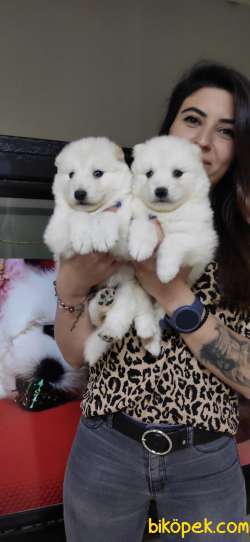 SAMOYED SAFKAN BEBEKLER IRK GARANTİLİ 1