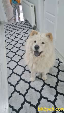Samoyed Ve Çin Arslan Kırma Hediye 4