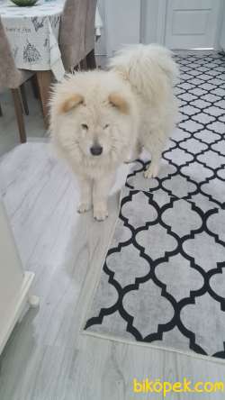 Samoyed Ve Çin Arslan Kırma Hediye 3