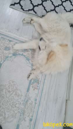 Samoyed Ve Çin Arslan Kırma Hediye 2