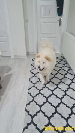 Samoyed Ve Çin Arslan Kırma Hediye 5