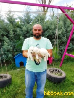 KARTOPU SAMOYED YAVRULARI 2