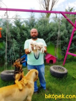 KARTOPU SAMOYED YAVRULARI 5