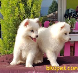 SAMOYED YAVRULAR TESLİME HAZIR 3
