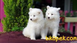 SAMOYED YAVRULAR TESLİME HAZIR 4