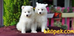 SAMOYED YAVRULAR TESLİME HAZIR 1