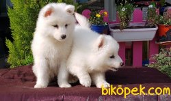 SAMOYED YAVRULAR TESLİME HAZIR 2