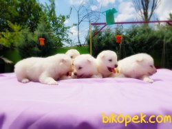 KAR BEYAZ SAMOYED YAVRU 4