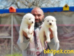 SAMOYED YAVRU 1