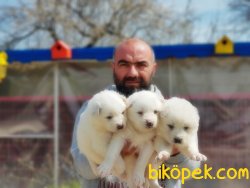 SAMOYED YAVRU 3