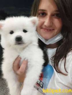 Samoyed Yavru (Bursa Köpek Okulu) 3