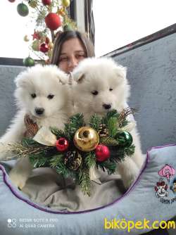 Samoyed Yavru (Bursa Köpek Okulu) 2