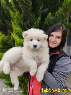 Samoyed Yavru (Bursa Köpek Okulu) 1