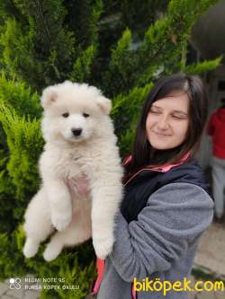 Samoyed Yavru (Bursa Köpek Okulu) 4