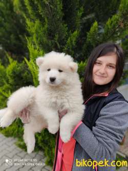 Samoyed Yavru (Bursa Köpek Okulu) 3