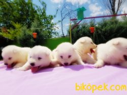 SAMOYED YAVRULAR 5