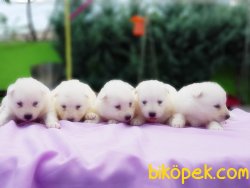 SAMOYED YAVRULAR 3
