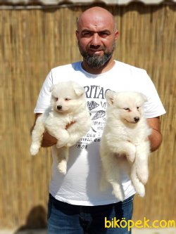 YAVRU SAMOYED 4