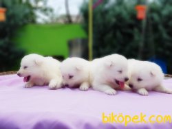 SAMOYED YAVRULAR 2
