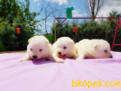 SAMOYED YAVRULAR 3