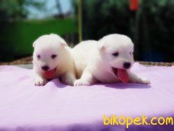 SAMOYED YAVRULAR 1